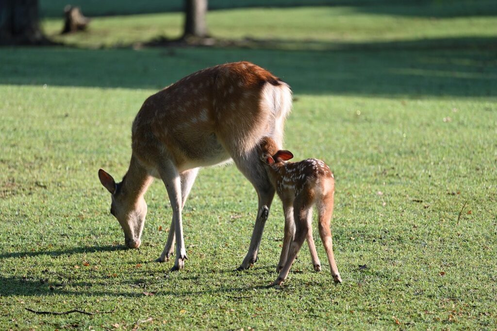 授乳ケープの選び方で失敗しないためのポイントは？