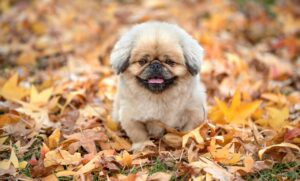 おまるの使用によるメリットとは？