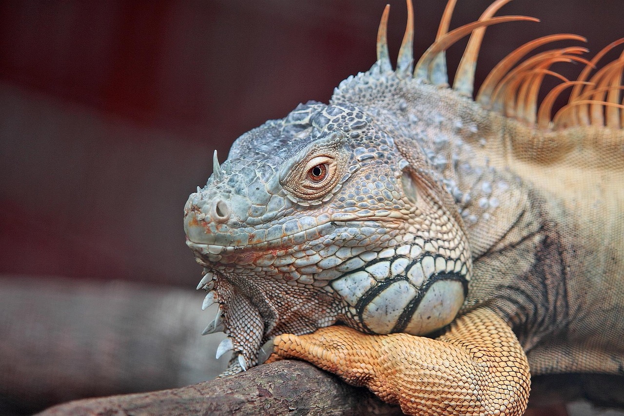 帽子のサイズを決めるための頭囲の測り方は？