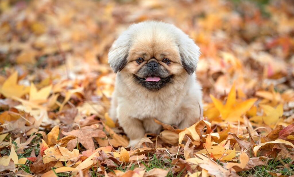 離乳食アプリのおすすめはどれ？
