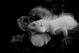 離乳食に最適なハンドブレンダーのおすすめ機種は？