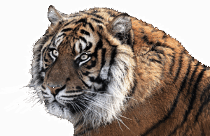 頭のサイズの測り方はどうすればいいの？