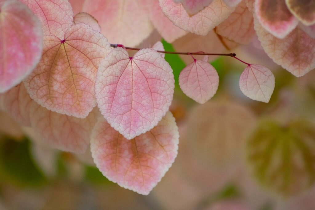 おしゃぶりの落下防止に最適なクリップはどれ？