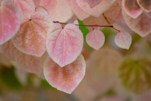 おしゃぶりの落下防止に最適なクリップはどれ？