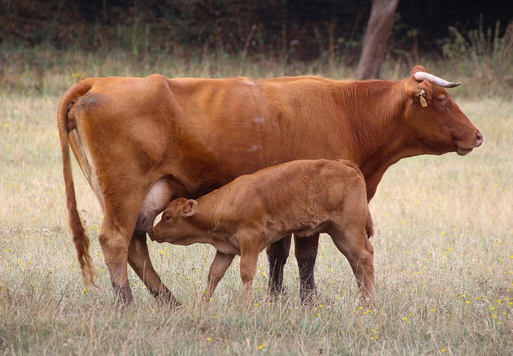 夜間授乳に便利なミルク作り置きグッズは何がある？