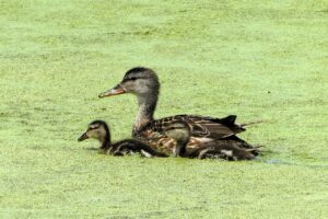 育児グッズのレンタルに向き不向きなアイテムは何ですか？