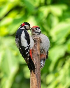 パパに育児参加してもらうための声かけ例文は？